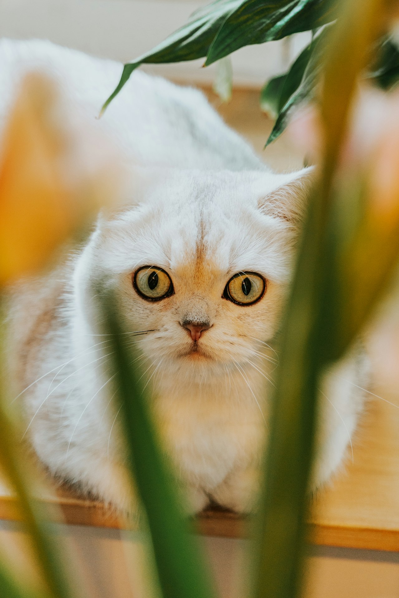 Een kat tussen groene kamerplanten