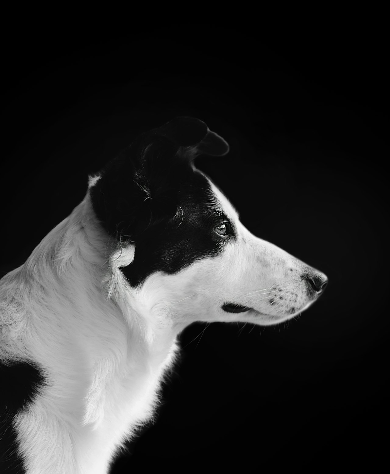 Een zwart-wit portret van een hond